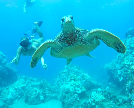 Turtle Snorkel Tour