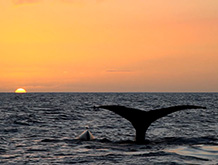 maui sunset whale watching
