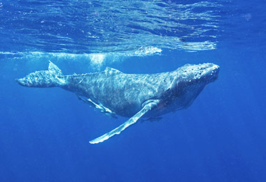 Best Maui Whale Watching Adventure Tour