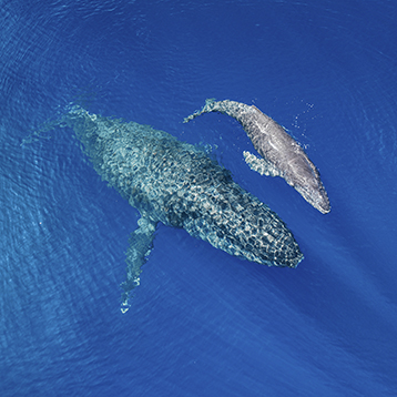Mother Whale and Calf Seen on Maui Sunset Cruises