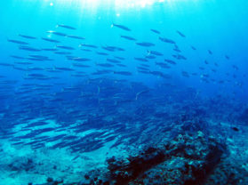 Maui Hawaii Underwater Sea Life Tropical Fish