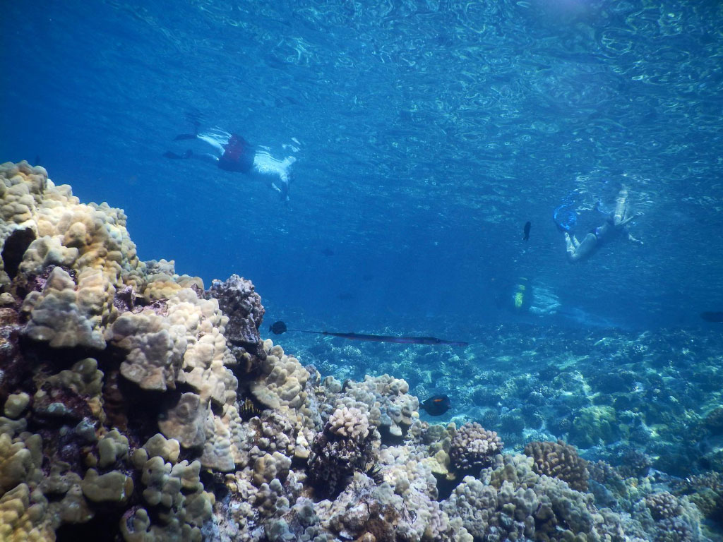 Molokini Crater Snorkeling Trips Info Maui Hawaii
