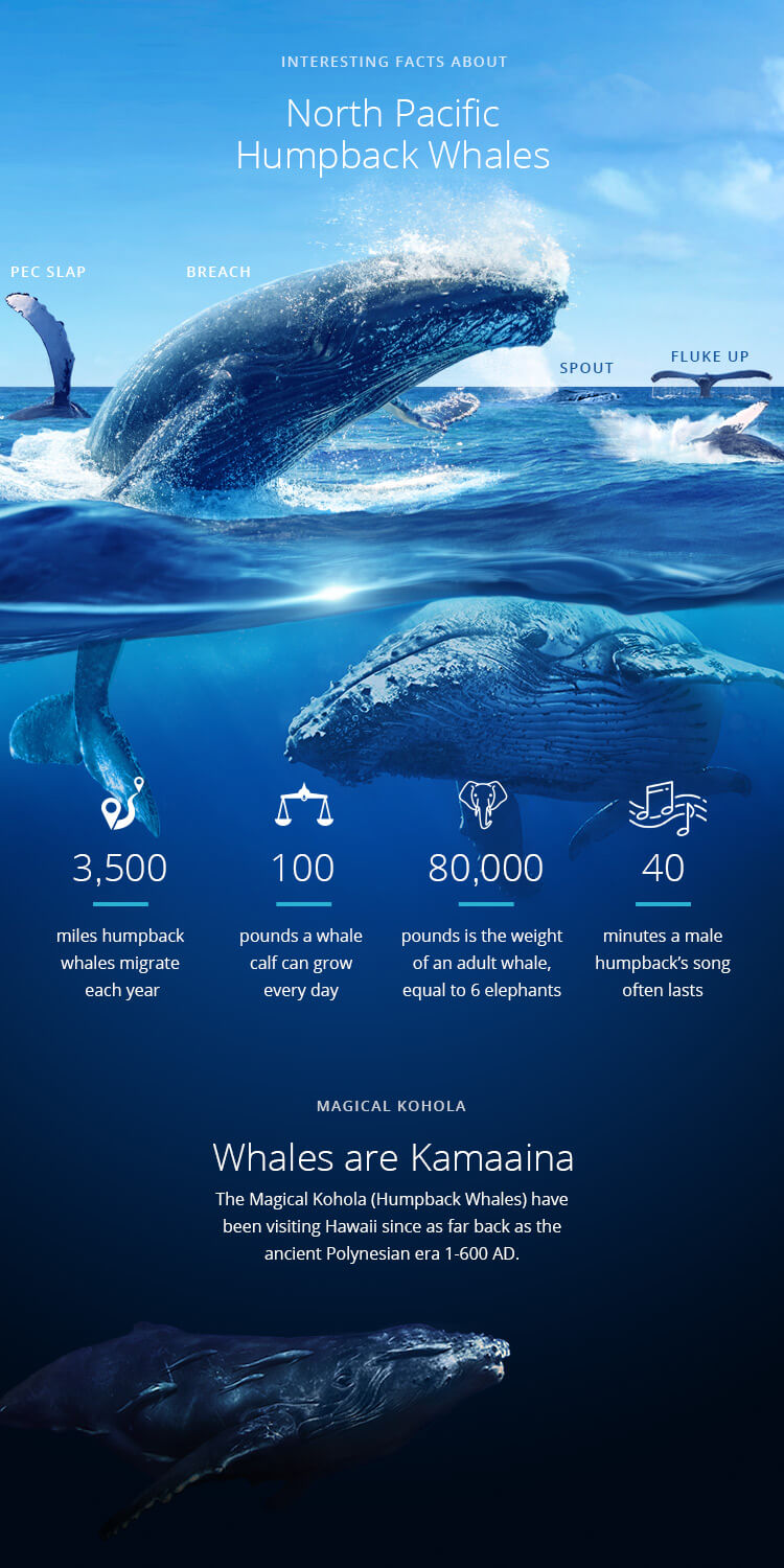 Interesting Facts about North Pacific Humpback Whales Infographic