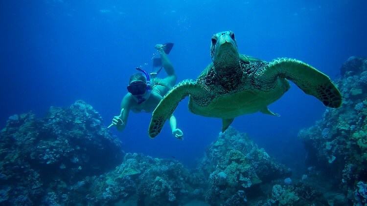Maui Turtle Snorkel Tour
