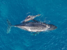 Maui Ocean Life Humpback Whale