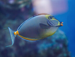 Maui Ocean Life Orangespine Unicornfish