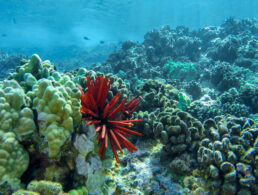 Maui Ocean Life Slate Pencil Sea Urchin