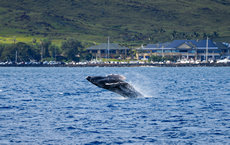 Whale breach