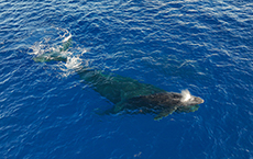Humpback Whale Mother and Calf Swimming Underwater