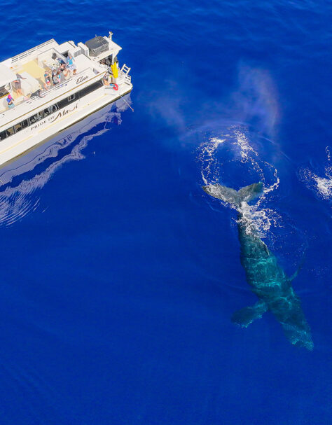 Pride of Maui 'Elua with Two Humpback Whales Swimming Nearby