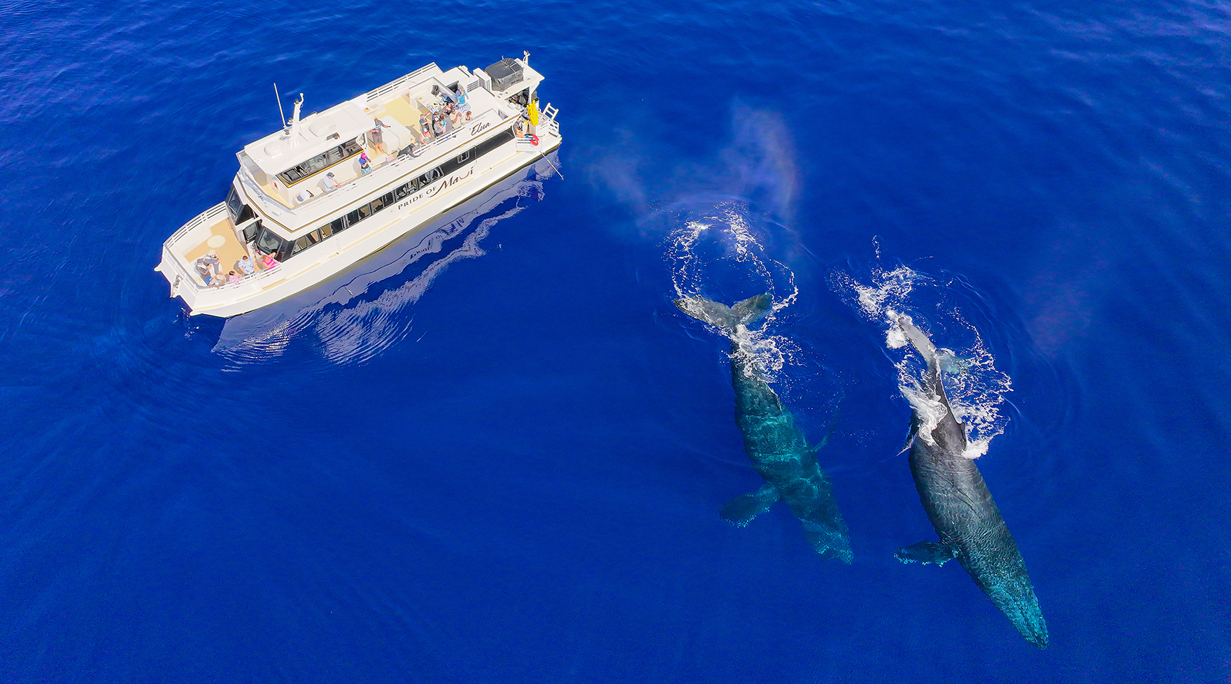 Pride of Maui 'Elua with Two Humpback Whales Swimming Nearby