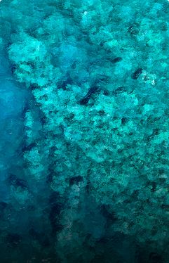 Coral Gardens