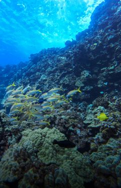 Coral Reefs