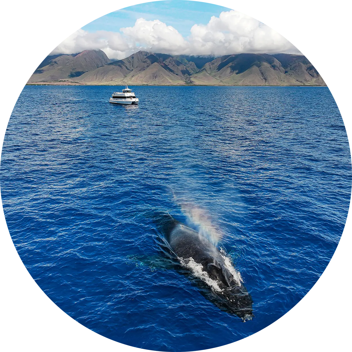 whale spouting with the pride of maui elua vessel whale watching
