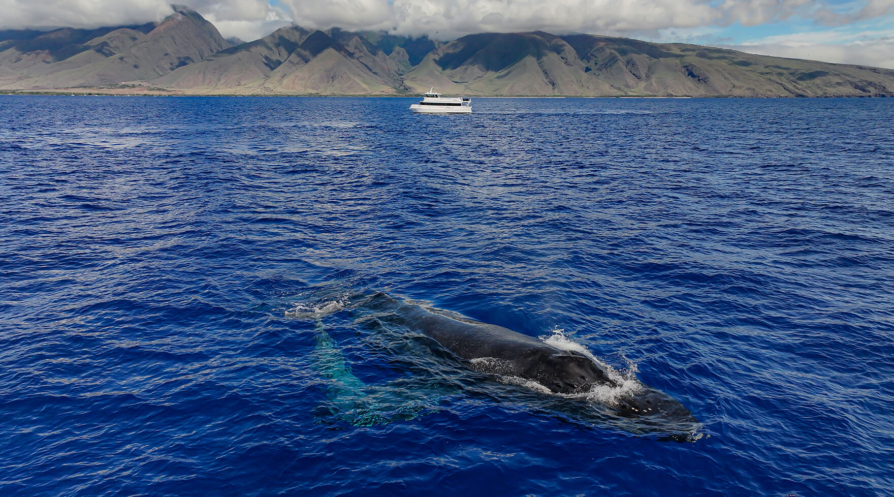 Aerial view of a humpback whale swimming near a whale watching aboard Elua off Maui