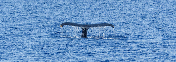 Humpback whale tail fluke visible as the whale dives in Maui waters