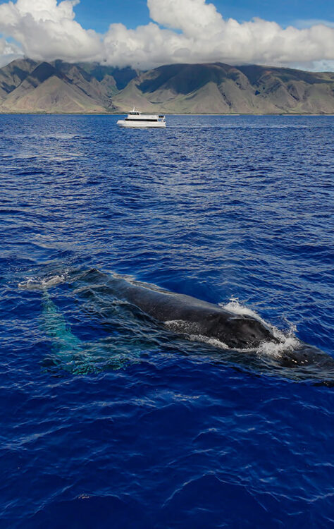 Aerial view of a humpback whale swimming near a whale watching aboard Elua off Maui