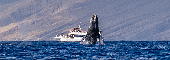 Humpback whale breaching near a Pride of Maui whale watching boat off the coast of Maui